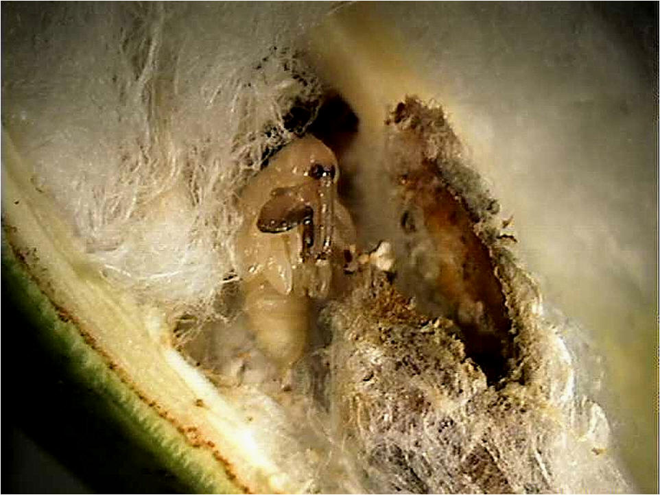 Boll weevil pupae